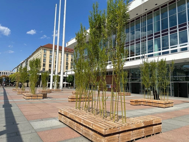 Bild 18 Lieferung der Weidenruten für das Projekt vor dem Kulturpalast in Dresden 2023, Pflanzung durch Galabaufirma im Frühjahr, das Bild zeigt den vollen Austrieb im Juli