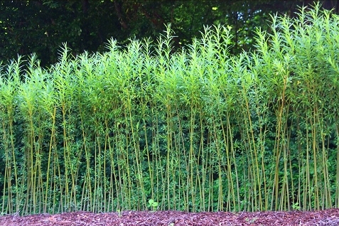 Weidenpflanzen auf der Plantage